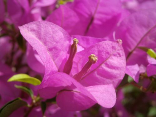 nature flower pink