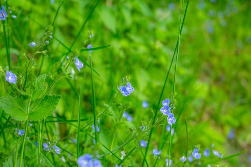 nature spring flowers