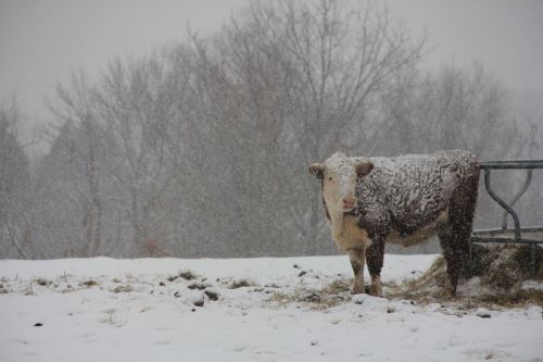 nature cows farm