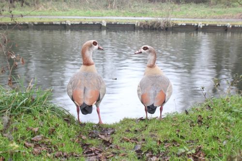 nature birds river