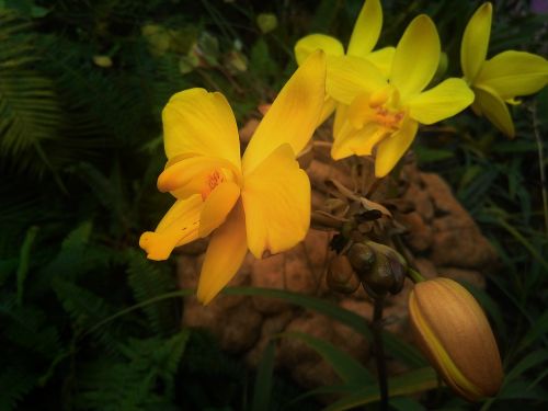 nature flower yellow