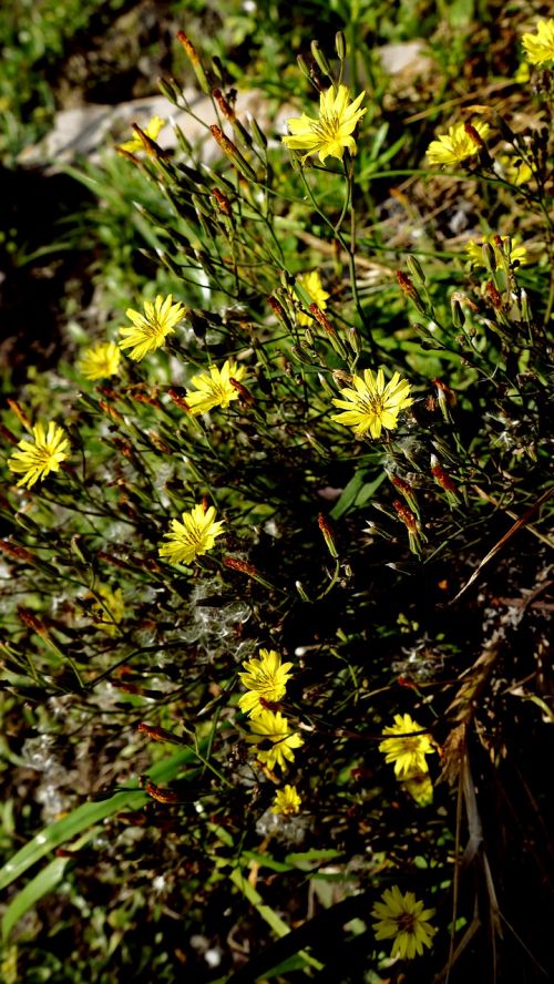 nature plant flower