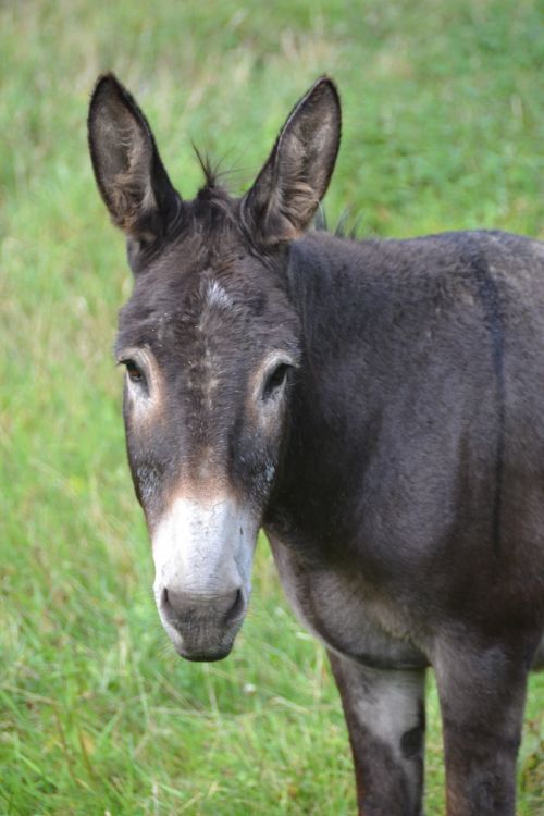 nature donkey grey