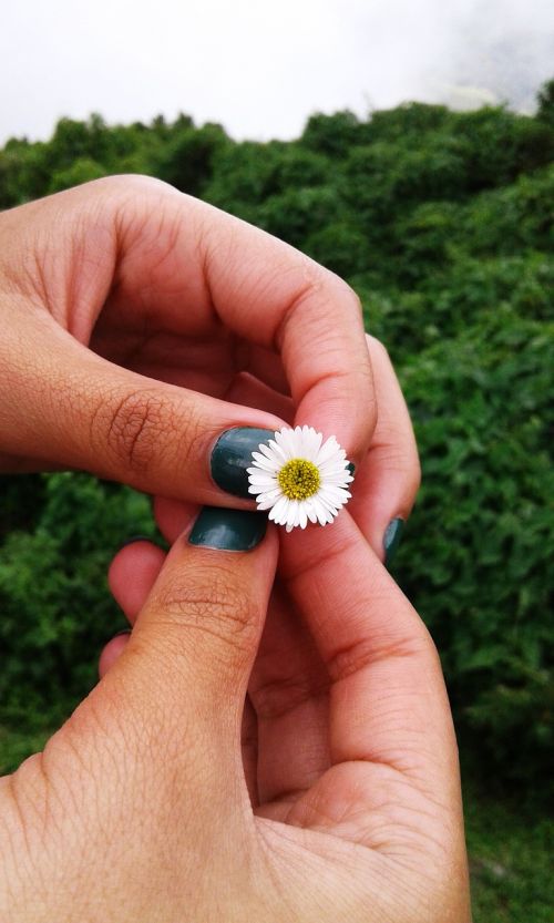 nature flower hands