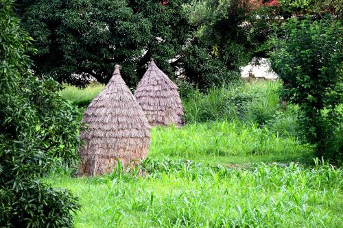 nature green grass