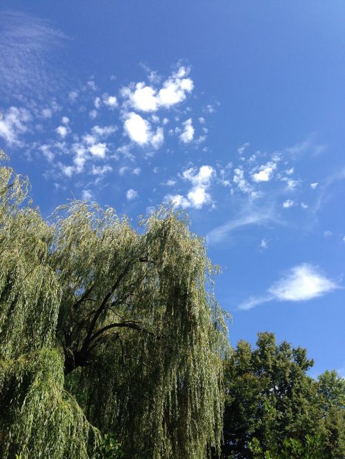 nature clouds tree