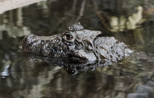 nature crocodile danger