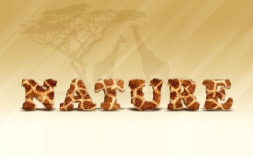 nature giraffe africa