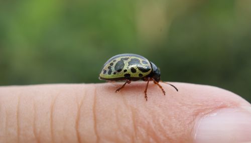 nature insect ladybug