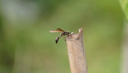 nature insect wasp