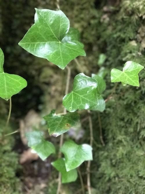 nature ivy climber