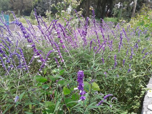 nature garden landscape