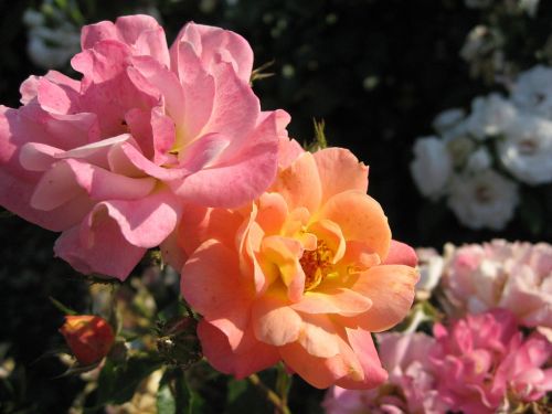 nature rose flower
