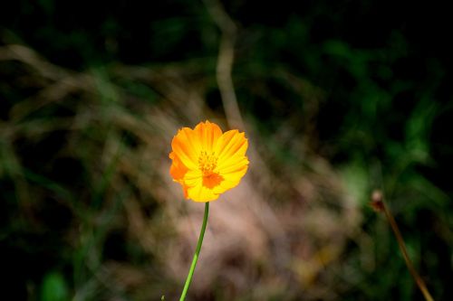 nature flower yellow