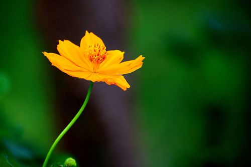 nature flower yellow