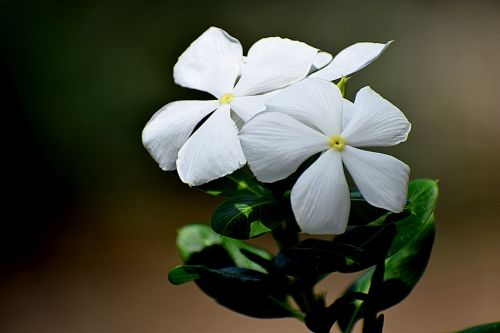 nature flower yellow