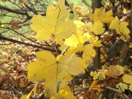 nature leaves plant