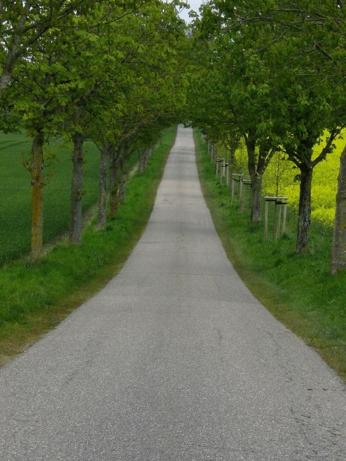 nature road trees