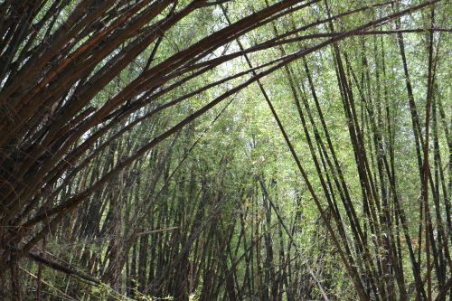 nature park bamboo