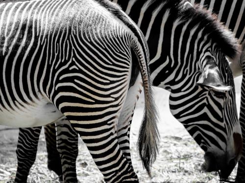 nature animals zebra