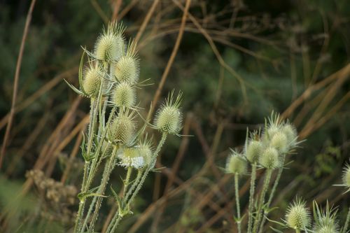 nature thistle plant