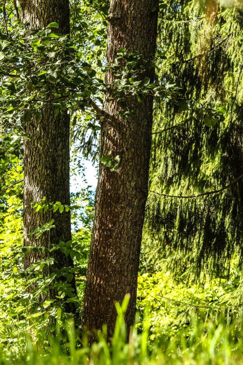 nature wood landscape