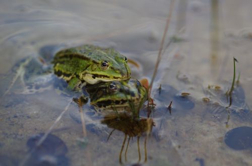 nature pond frog