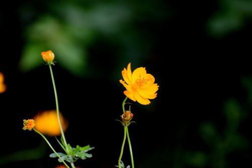 nature flower plant