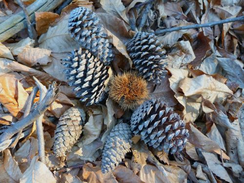 nature pinecone fall