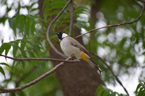 nature bird tree