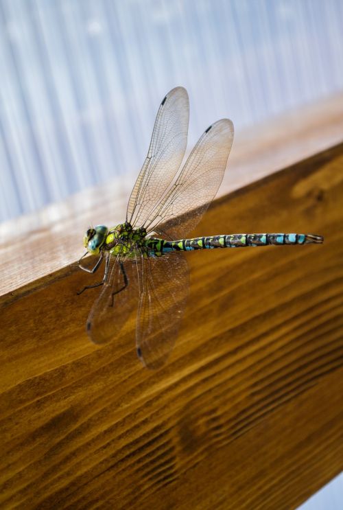 nature insect dragon-fly