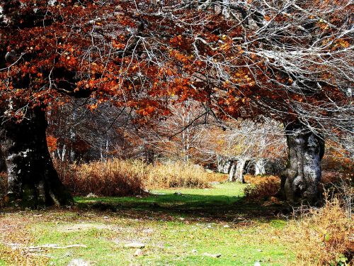 nature trees green