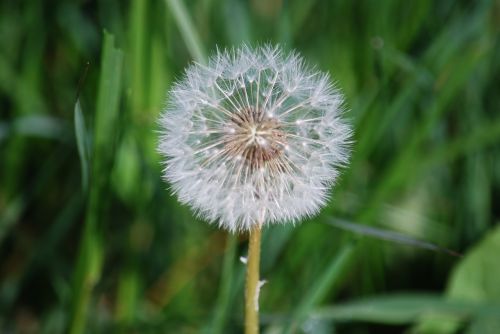 nature dandelion macro