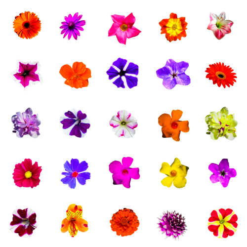 nature flowers isolated