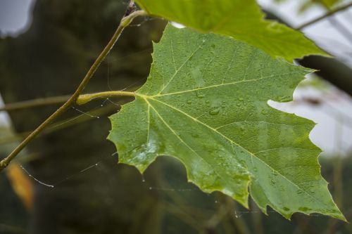 nature leaf forest