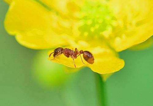 nature ant foreground