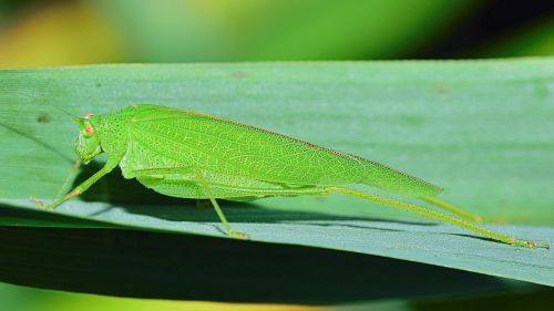 nature grasshopper invertebrates