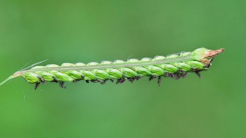 nature stem plants