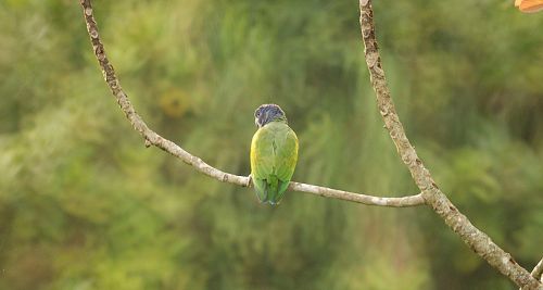 nature fauna parrot