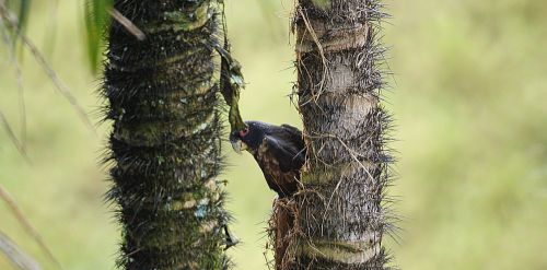 nature bird parrot