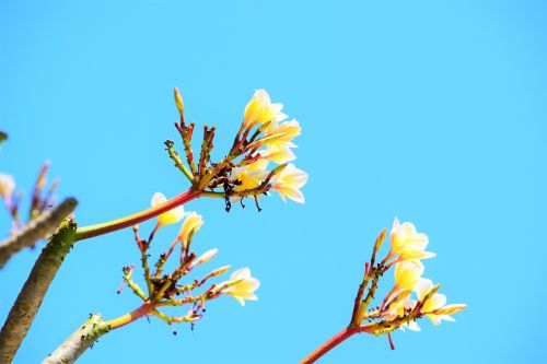 nature flower forest