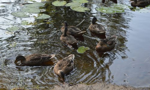 nature birds duck