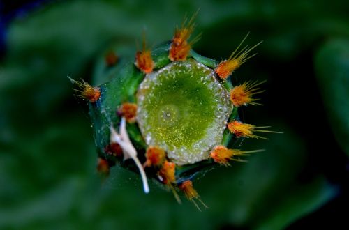 nature flowers beauty