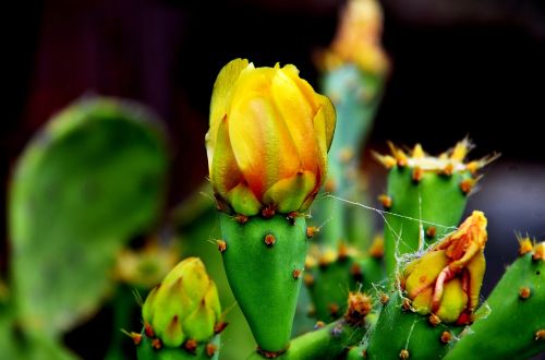 nature flowers beauty