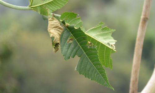 nature leaves green leaf