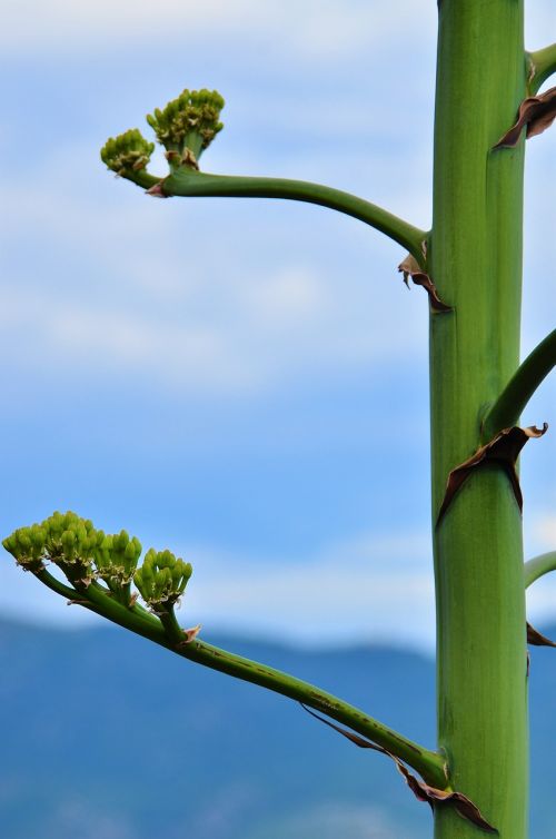 nature for sale blue sky