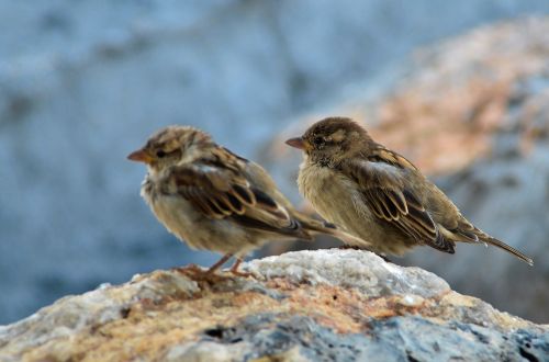 nature birds feeling