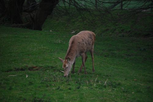 nature biche animals