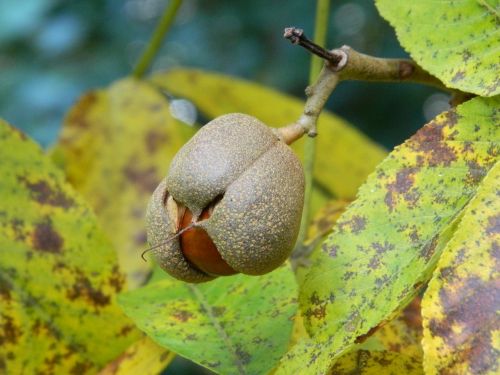 nature acorns leaves