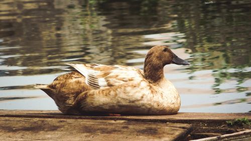 nature duck bird